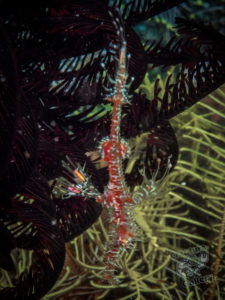 20170702 214740 lembongan and tulamben