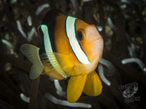 20170702 215104 lembongan and tulamben