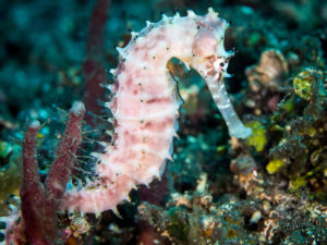 20170702 215339 lembongan and tulamben