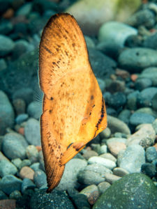 20170702 220822 lembongan and tulamben