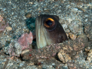 20170705 215751 lembongan and tulamben