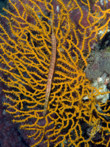 20170705 220102 lembongan and tulamben