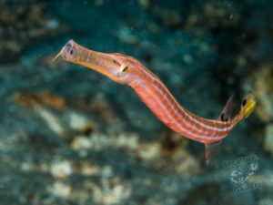 20170705 220218 lembongan and tulamben