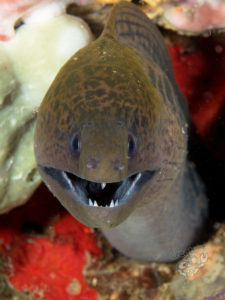 20170705 220313 lembongan and tulamben