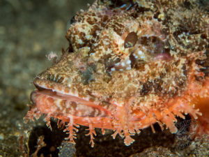 20170705 220718 lembongan and tulamben