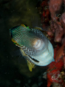 20170705 220730 lembongan and tulamben