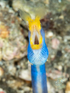 20170705 221536 lembongan and tulamben