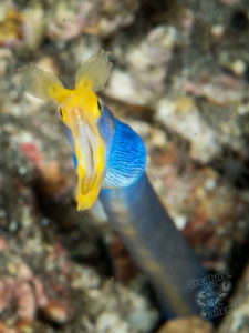 20170705 221711 lembongan and tulamben