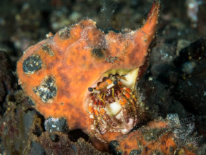 20170705 222045 lembongan and tulamben