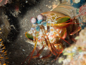 20170705 222155 lembongan and tulamben