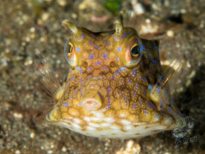 20170705 222257 lembongan and tulamben