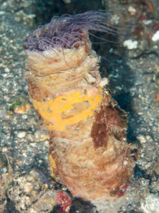 20170705 222428 lembongan and tulamben