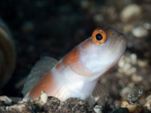 20170705 222532 lembongan and tulamben