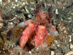 20170705 222719 lembongan and tulamben