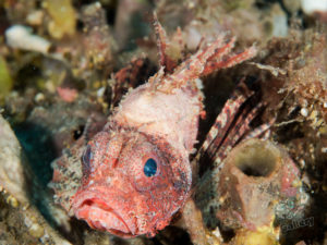 20170705 222908 lembongan and tulamben