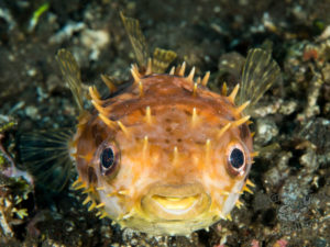 20170705 222932 lembongan and tulamben