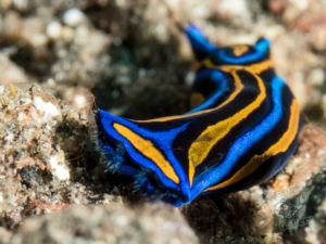 20170705 223413 lembongan and tulamben