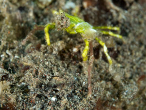 20170705 223827 lembongan and tulamben