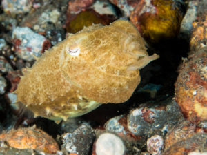 20170705 224430 lembongan and tulamben