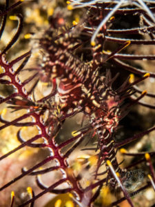 20170705 225005 lembongan and tulamben