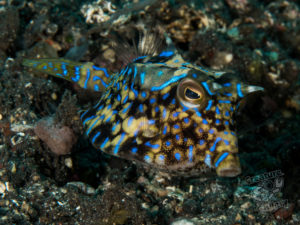 20170705 225421 lembongan and tulamben