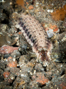 20170705 225815 lembongan and tulamben