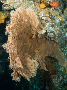 20170705 230707 lembongan and tulamben