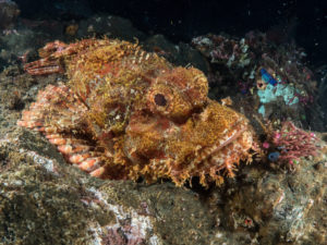 20170705 231024 lembongan and tulamben