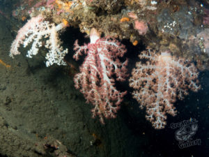 20170705 231607 lembongan and tulamben