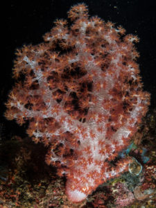 20170705 233551 lembongan and tulamben