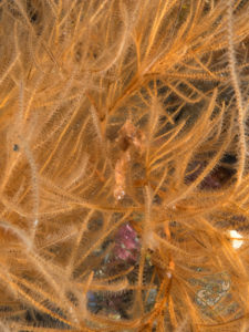 20170705 233641 lembongan and tulamben