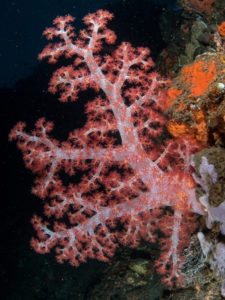 20170705 234028 lembongan and tulamben