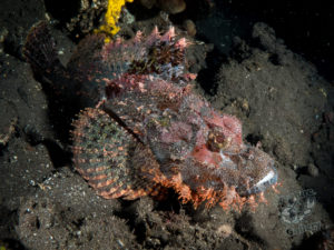 20170705 234546 lembongan and tulamben