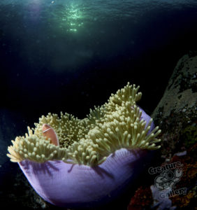 20170705 234926 lembongan and tulamben