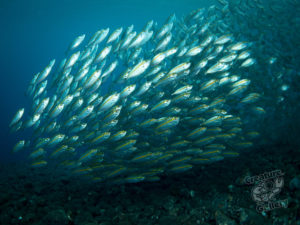 20170705 235630 lembongan and tulamben