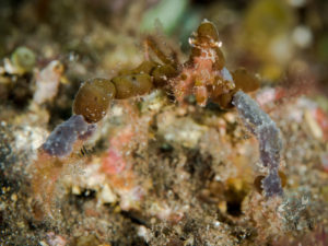 20170706 001949 lembongan and tulamben