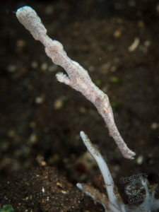 20170706 002037 lembongan and tulamben