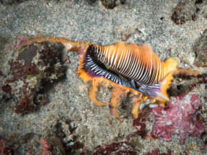 20170706 175044 lembongan and tulamben