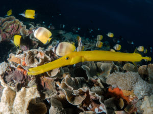 20170708 231443 lembongan and tulamben