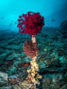 20170708 233230 lembongan and tulamben