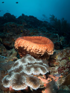 20170708 234031 lembongan and tulamben