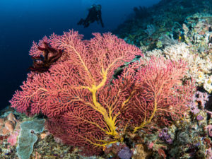 20170709 113942 lembongan and tulamben