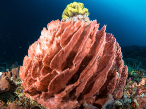 20170709 114324 lembongan and tulamben