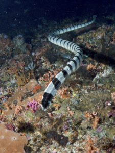 20170710 110951 lembongan and tulamben