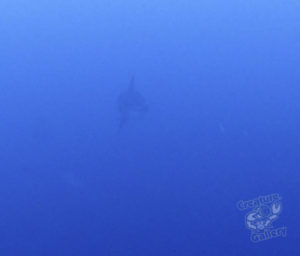 20170710 111027 lembongan and tulamben