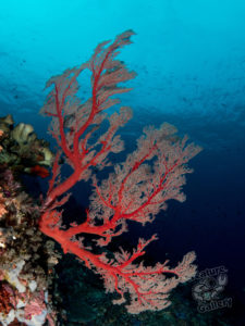 20170710 111744 lembongan and tulamben