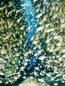 20171110 113757 south west rocks