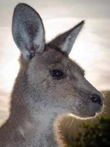 20171110 173351 south west rocks