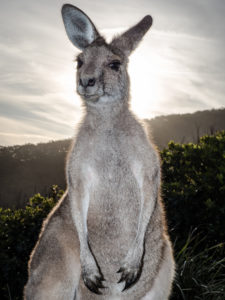 20171110 173403 south west rocks