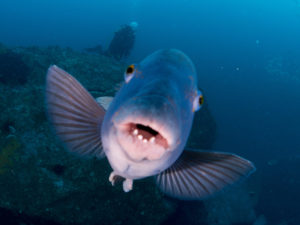 20171111 094520 south west rocks